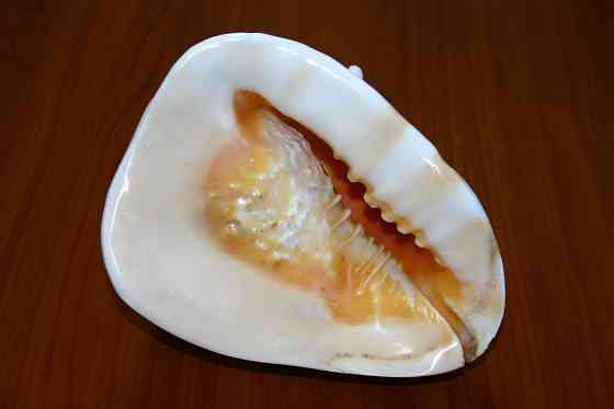 Раковина рапана океанического Донецк