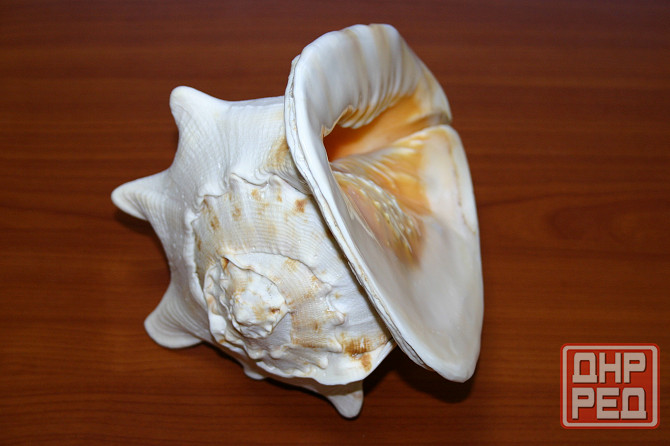 Раковина рапана океанического Донецк - изображение 3