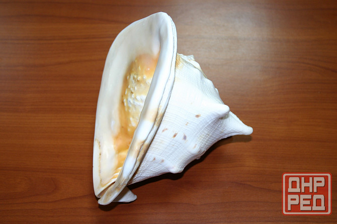 Раковина рапана океанического Донецк - изображение 4