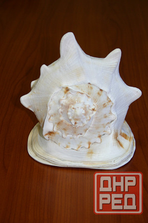 Раковина рапана океанического Донецк - изображение 1