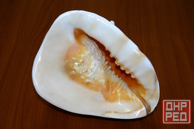 Раковина рапана океанического Донецк - изображение 2