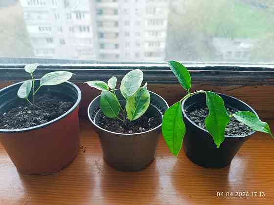 Фикус Бенджамина Донецк