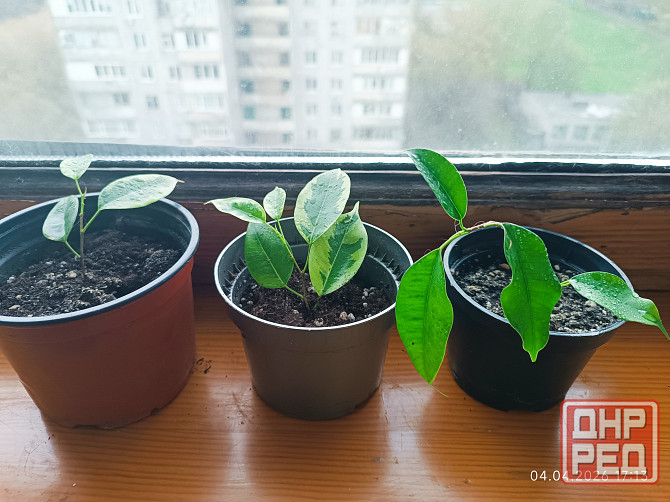 Фикус Бенджамина Донецк - изображение 1