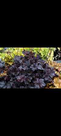 Гейхера Донецк