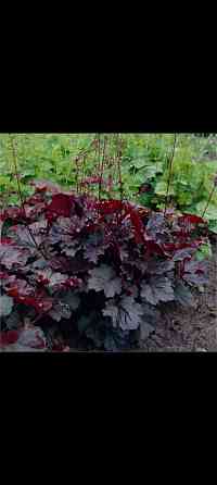 Гейхера Донецк