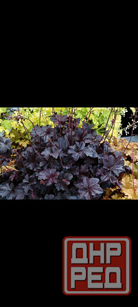 Гейхера Донецк - изображение 1