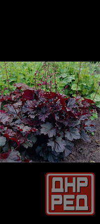 Гейхера Донецк - изображение 2