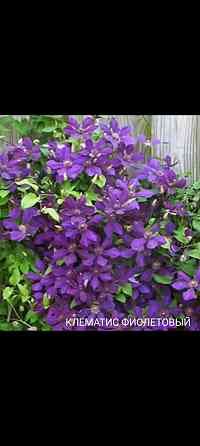 Клематис фиолетовый Донецк