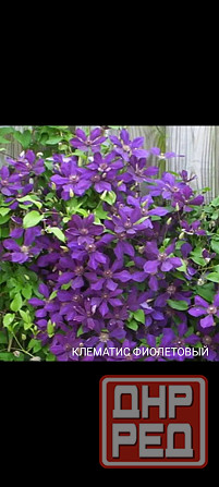 Клематис фиолетовый Донецк - изображение 1