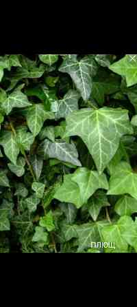 Плющ вечнозелёный Донецк