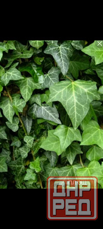 Плющ вечнозелёный Донецк - изображение 1