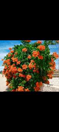 Кампсис лиана Донецк