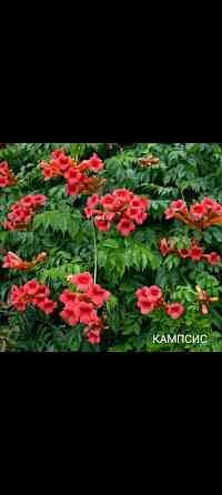 Кампсис лиана Донецк