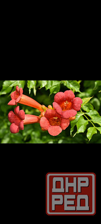 Кампсис лиана Донецк - изображение 2