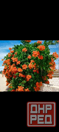 Кампсис лиана Донецк - изображение 3