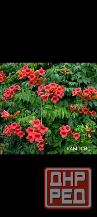 Кампсис лиана Донецк - изображение 1