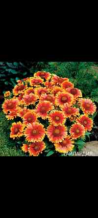 Гайлардия многолетник Донецк