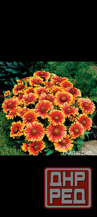 Гайлардия многолетник Донецк - изображение 1