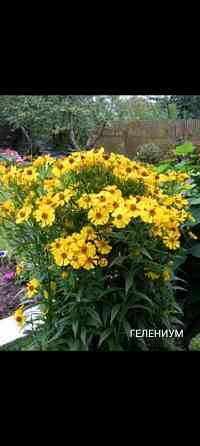 Гелениум многолетник Донецк