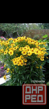 Гелениум многолетник Донецк - изображение 1