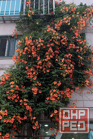 Кампсис лиана Донецк - изображение 1