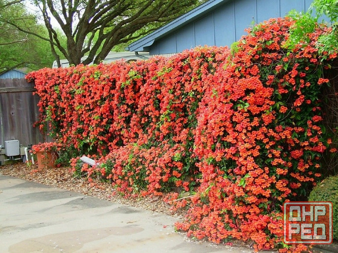 Кампсис лиана Донецк - изображение 2