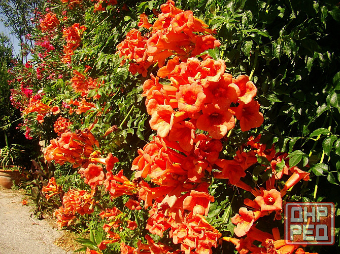 Кампсис лиана Донецк - изображение 3