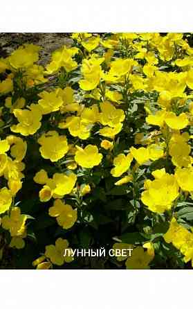 Лунный свет многолетник Донецк