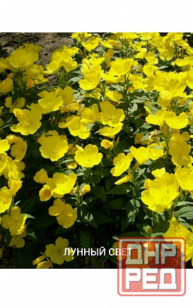 Лунный свет многолетник Донецк - изображение 1