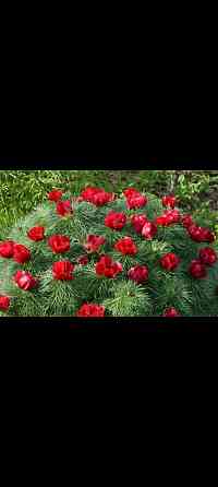 Пион Воронец Донецк