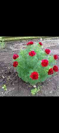 Пион Воронец Донецк