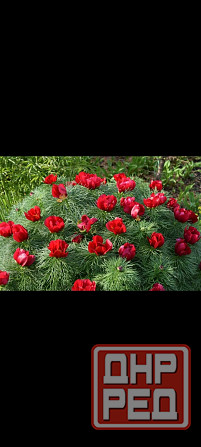 Пион Воронец Донецк - изображение 1