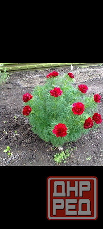 Пион Воронец Донецк - изображение 2