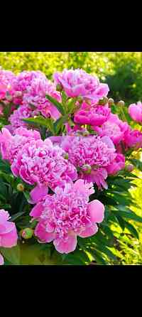 Пион белый, розовый Донецк