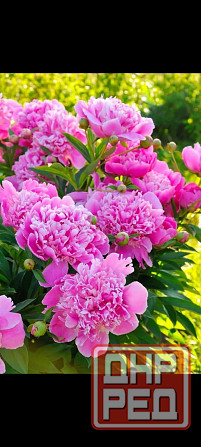 Пион белый, розовый Донецк - изображение 1