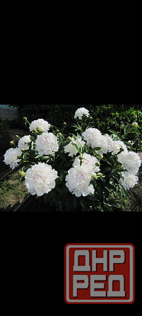 Пион белый, розовый Донецк - изображение 2