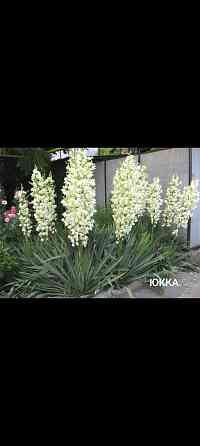 Юкка многолетник Донецк