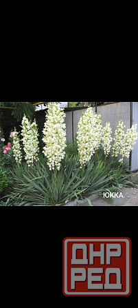 Юкка многолетник Донецк - изображение 1