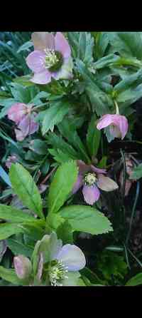 Морозник многолетник Донецк