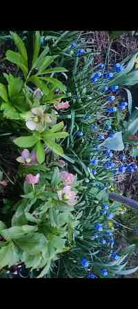 Морозник многолетник Донецк