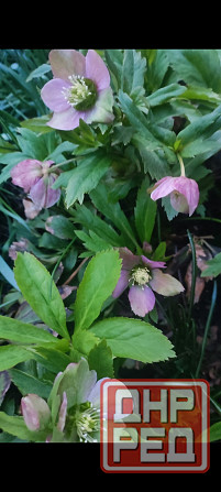 Морозник многолетник Донецк - изображение 2