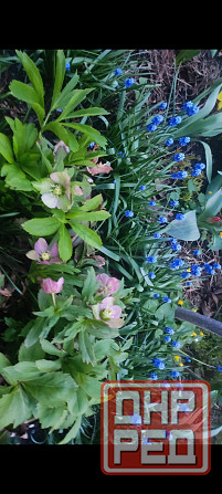 Морозник многолетник Донецк - изображение 1