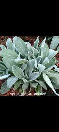 Чистец Византийский многолетник Донецк