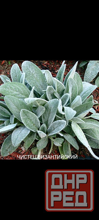 Чистец Византийский многолетник Донецк - изображение 1