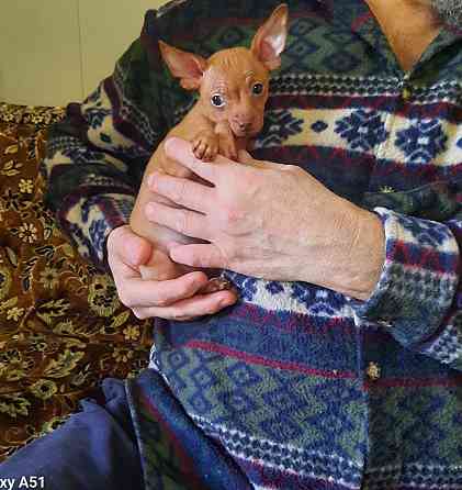 Щенок русский той терьер 2,5мес. Донецк