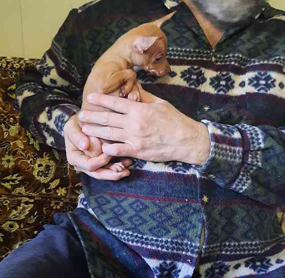 Щенок русский той терьер 2,5мес. Донецк