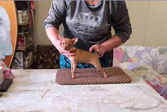 Щенок русский той терьер 2,5мес. Донецк