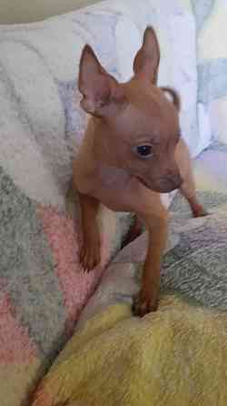 Щенок русский той терьер 2,5мес. Донецк