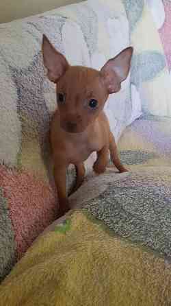 Щенок русский той терьер 2,5мес. Донецк