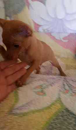 Щенок русский той терьер 2,5мес. Донецк